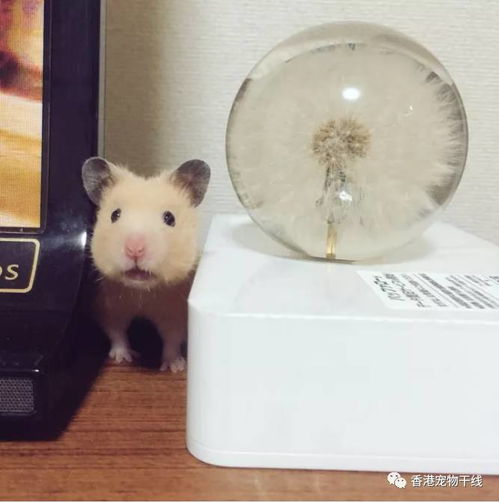 仓鼠的日常鼠生主要负责卖萌和吃吃吃