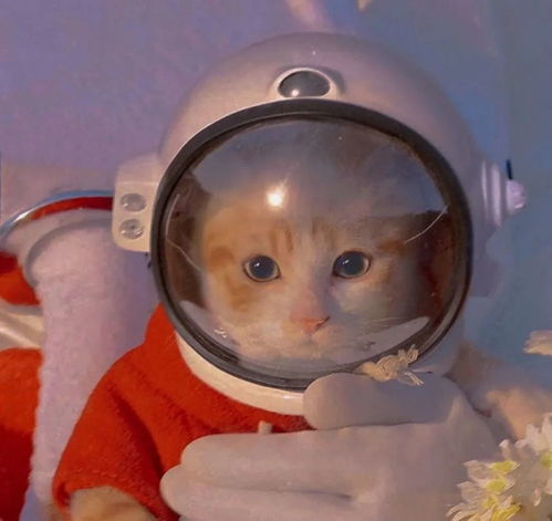 情侣头像小猫咪