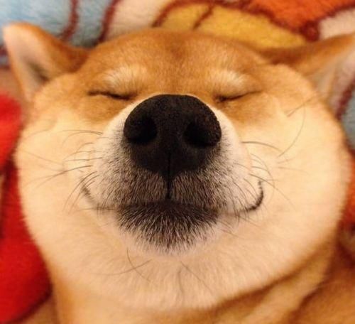 为什么这么多人养柴犬呢柴犬有什么优点