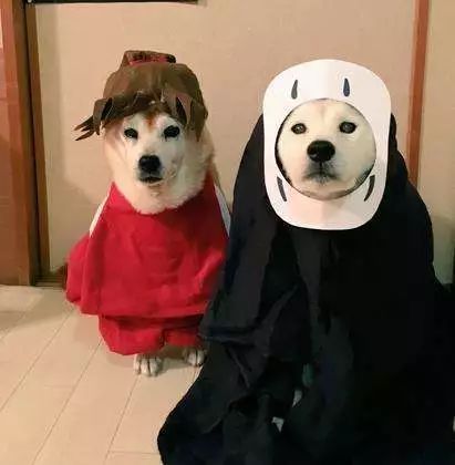 狗年大吉旺旺旺柴犬cos各路动漫角色简直萌翻了
