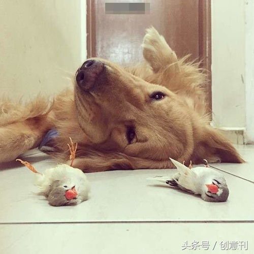 疗愈度百分百的画面