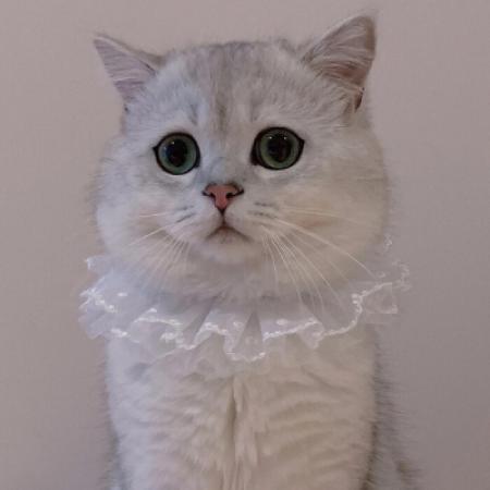 小猫情侣头像,小猫情侣头像超萌高清一对