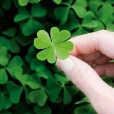 幸运四叶草图片大全吉利的四叶草微信头像唯美