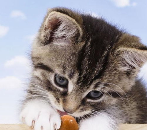 猫尝不出甜味,喵星人说出来你可能不信,只因我本身就甜