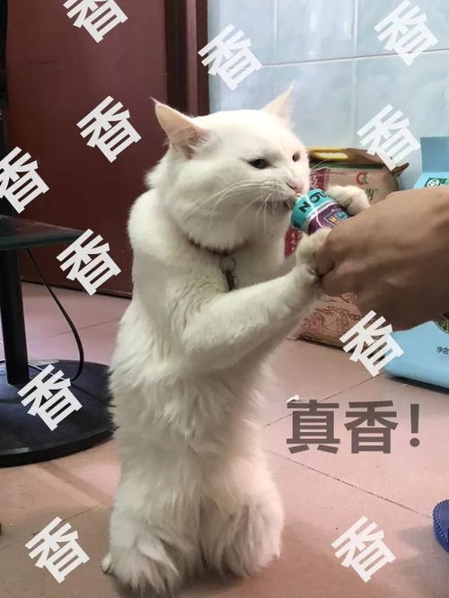 这只公猫有些嚣张,热爱女装不说,还喜欢猫圈话题