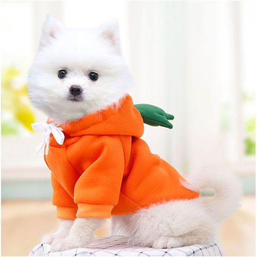 秋冬新款宠物衣服泰迪猫咪狗狗衣服小中型犬抓绒卫衣卡通服饰