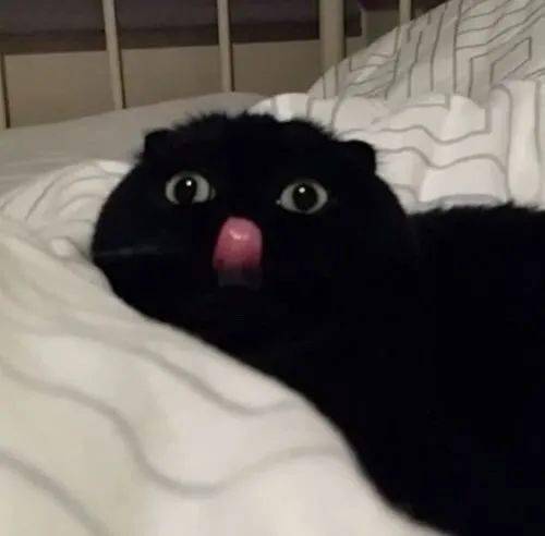 感觉黑猫都会给人一种沙雕的印象