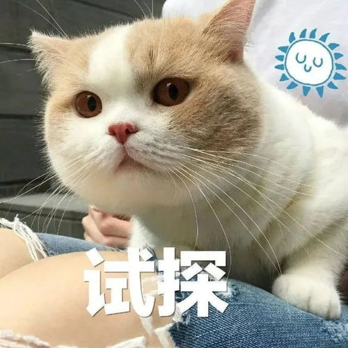沙雕可爱表情包我怎么会生气呢