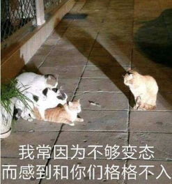 加拿大留学生退租后住处震惊全网表面上光鲜亮丽,实际上...留学生真要背这锅吗