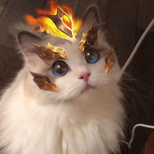 王者荣耀猫猫头像搬运第三弹