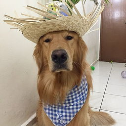 八只小小鸟一只小仓鼠和一条金毛猎犬,是幸福快乐的一家
