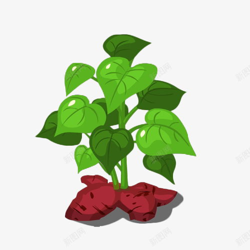 卡通绿色美味营养红薯红薯苗插画营养元素免抠png设计图片免费下载页面网页平面电商创意素材红薯素材