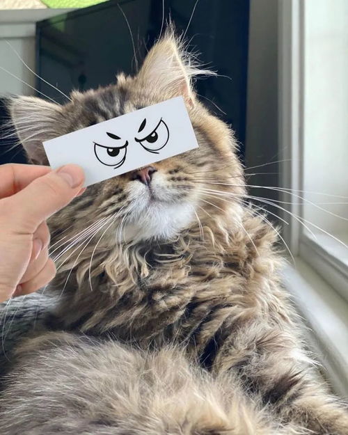 只需要一张小纸条就能让猫咪秒变表情包,搞笑的气质简直浑然天成