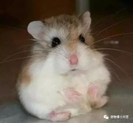 给孩子养什么小动物最省事