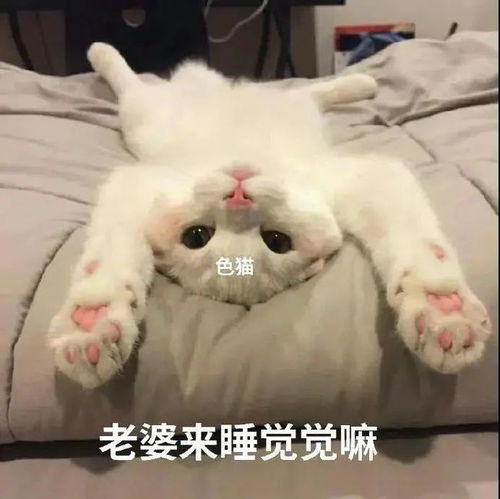 宝贝长,宝贝短,宝贝没钱又不管第255期喵表情