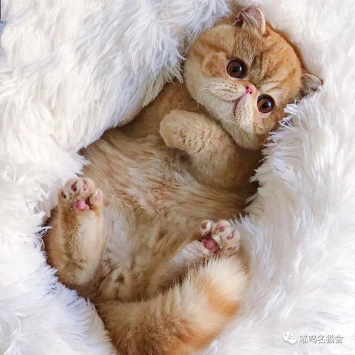 如何挑选健康的猫咪