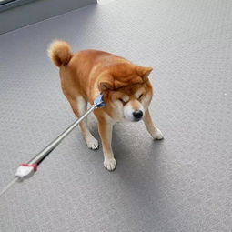 日本一柴犬因笑容治愈走红网络网友承包了我2018年的头像