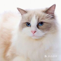 电话,地址,价格,营业时间北京宠物