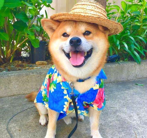 最可怕的就是柴犬的笑容,一笑解方愁,心都化了