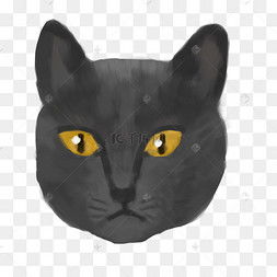 猫大头图片猫大头图片素材免费下载千库网