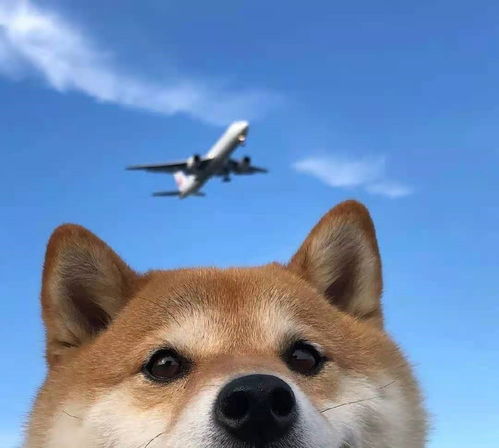 柴犬课堂柴犬发情小妙招
