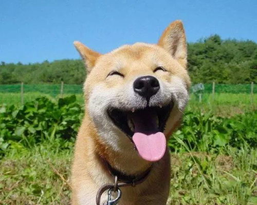 16岁表情包柴犬北登去世日本网民集体哀悼