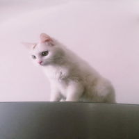 动画猫躲着看的头像女生微信头像图片大全