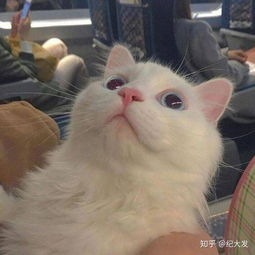 用小猫小狗头像的人有怎样的心理