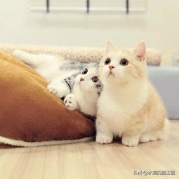 被一只猫改变的人生有多少人的命运转折点,是从养猫开始的