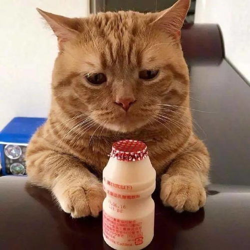 十二张猫咪摆摊照,猫走过路过,不要错过