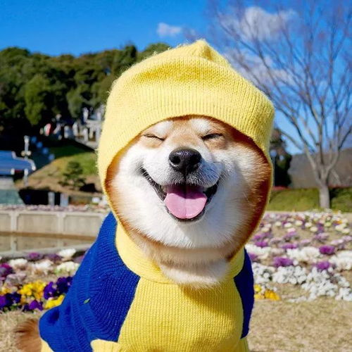 日本一柴犬因笑容治愈走红网络网友承包了我2018年的头像