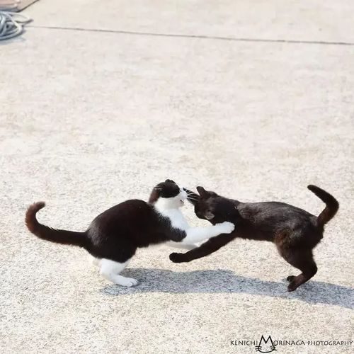 猫咪战斗力排行榜看谁称霸猫界