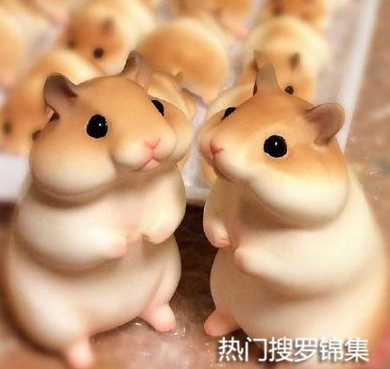 搞笑图片看这对情侣的深情的眼神,你敢说他们不是真爱吗