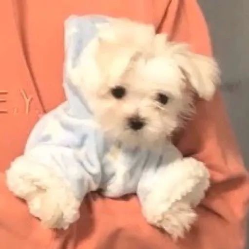 小狗狗头像系列
