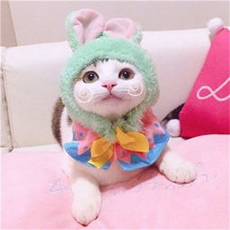 情侣微信聊天壁纸可爱猫咪一对猫咪呆萌可爱图片大全高清