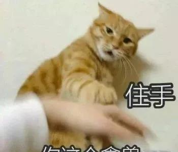 为什么猫和狗喜欢被摸头