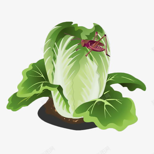 卡通地里的大白菜和蝗虫元素免抠png设计图片免费下载页面网页平面电商创意素材白菜素材