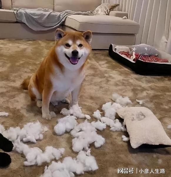 忽悠我养柴犬的人,你们真把我害苦了