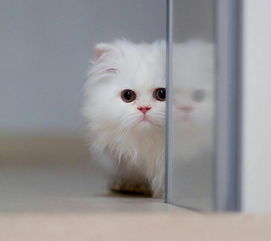 小猫qq头像,卡通版的最好,现实的猫也行