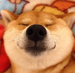 宠物养护小知识柴犬吃完狗粮泪痕,柴犬吃了狗粮泪痕多