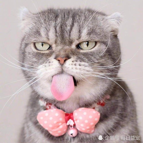 搬家后,猫猫不适应新家怎么办可以试试这个办法