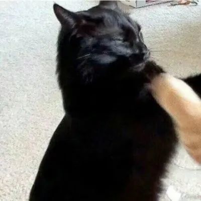 情侣头像可爱的小猫咪