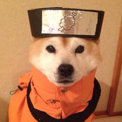 宠物界刮起了cos风,小柴犬化身cos届大神