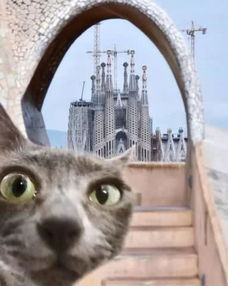 猫真的是会跳舞的,跳得还不错