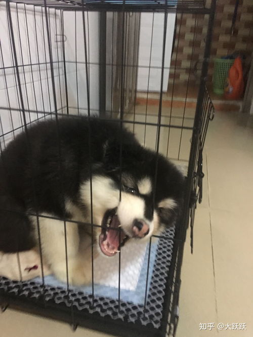 养一只很黏人的超大型狗,是什么样的体验