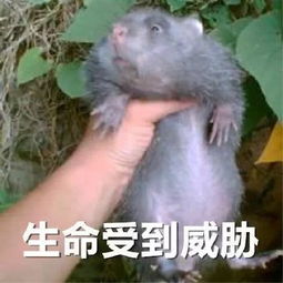 新的竹鼠表情包出炉啦,要亲亲要抱抱要举高高