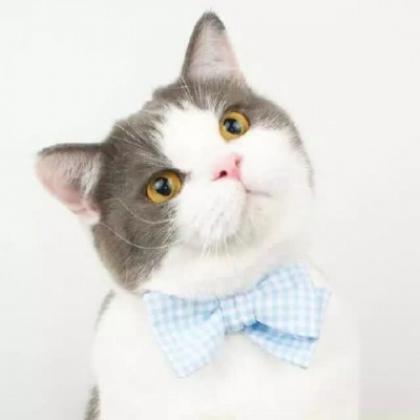 可爱猫咪情侣头像一对,又萌又搞笑的小猫
