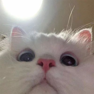 可爱搞怪动漫女头像,搞怪头像,速看
