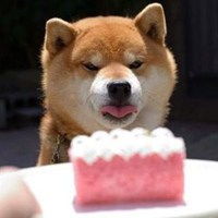 二哈和柴犬头像高清微信头像图片大全