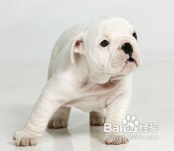 狗狗急性胃炎原因治疗